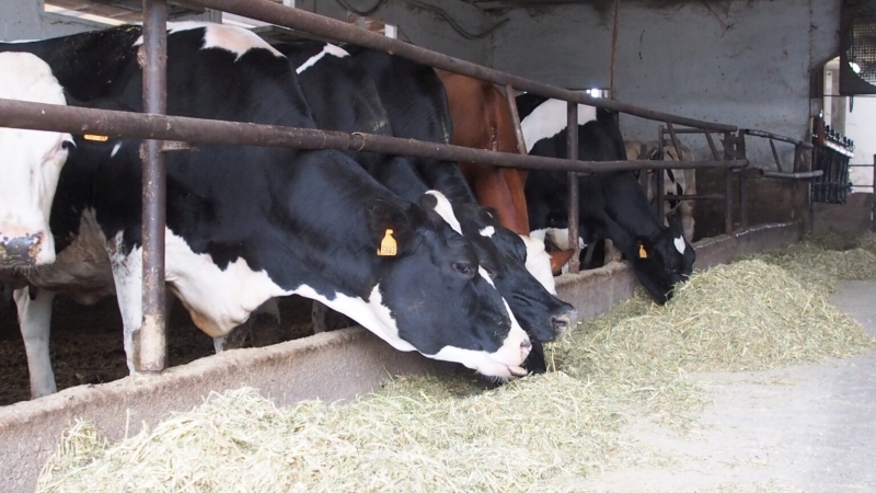 Discovering the perfect auger